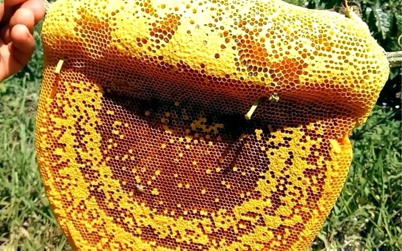 Mật ong rừng thơm, ngọt tự nhiên và sánh hơn mật nuôi