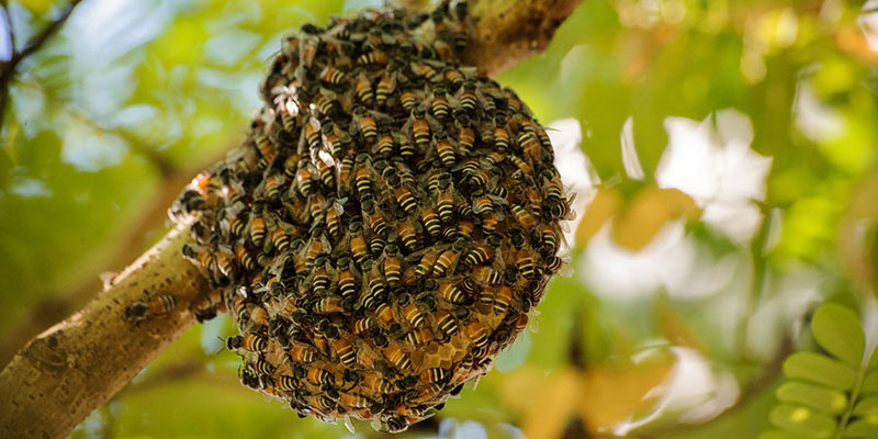 Nên chọn mật ong rừng hay mật ong nuôi