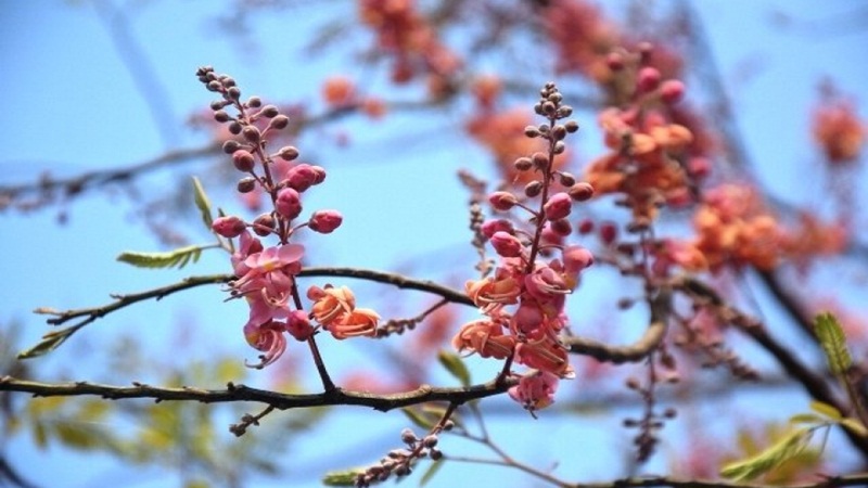 Cây ô môi với hàng loạt nụ hoa chớm nở