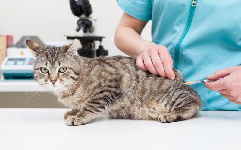 Mèo bị nôn được chữa trị tại nhà như thế nào?