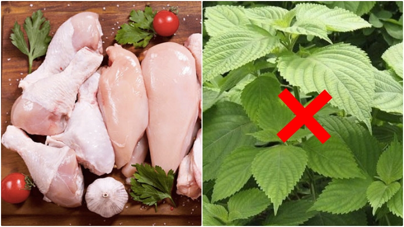 Thịt gà không nên ăn chung với rau kinh giới