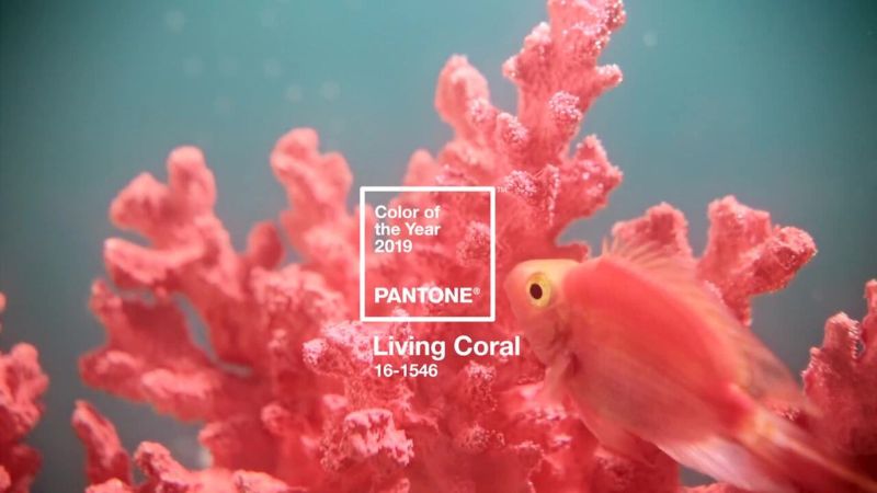 Màu sắc chủ đạo của Pantone 2019 - Màu san hô (Living Coral 16-1546)