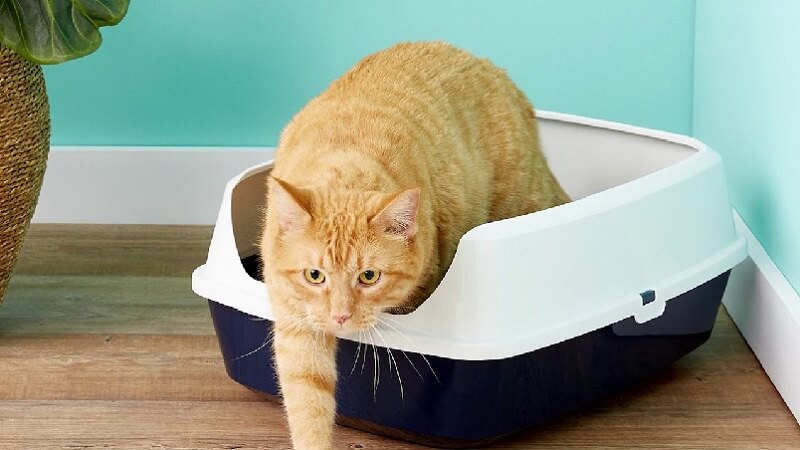 Chọn nhà vệ sinh mèo làm từ nhựa dày, nhựa PVC, nhựa PP cao cấp chắc chắn