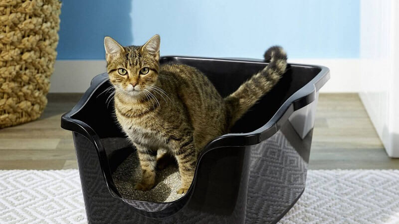 Dùng nhà vệ sinh cho mèo lợi hơn dùng khay cát cho chúng