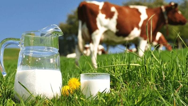 Sữa tươi EverMilk cao cấp của Evergrowth có gì đặc biệt?