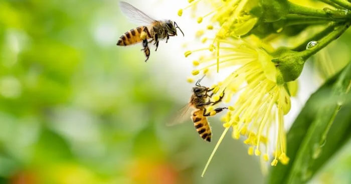 Soạn bài Thương nhớ bầy ong