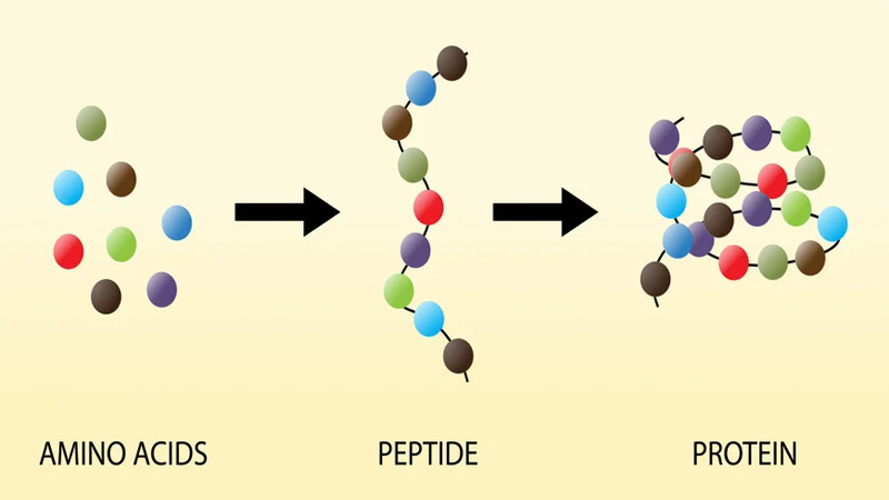 Tìm hiểu về hoạt chất Peptide và lợi ích của peptide trên da