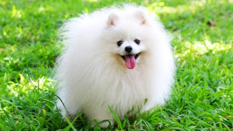 Chó Phốc Sóc - Pomeranian