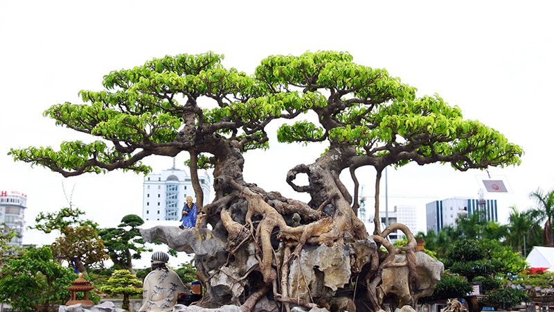 những mẫu cây bonsai đẹp nhất năm 2021