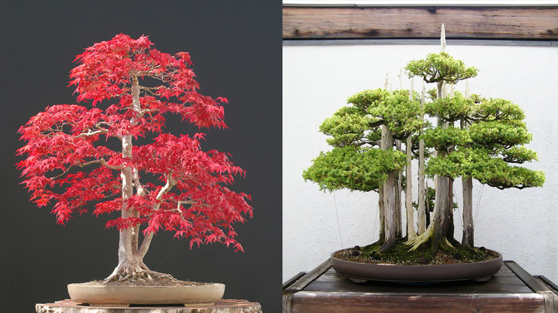 những mẫu cây bonsai đẹp nhất năm 2021