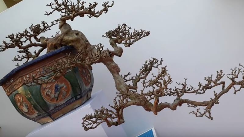 Mẫu bonsai thác đổ cực đẹp