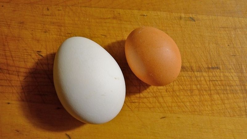 Trứng vịt có kích thước lớn hơn trứng gà