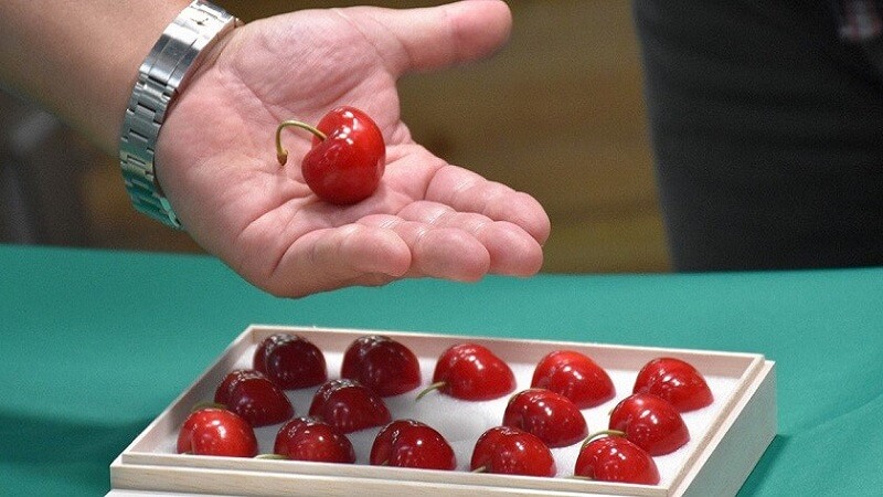 Cherry Nhật Bản là loại cherry đắt nhất thế giới